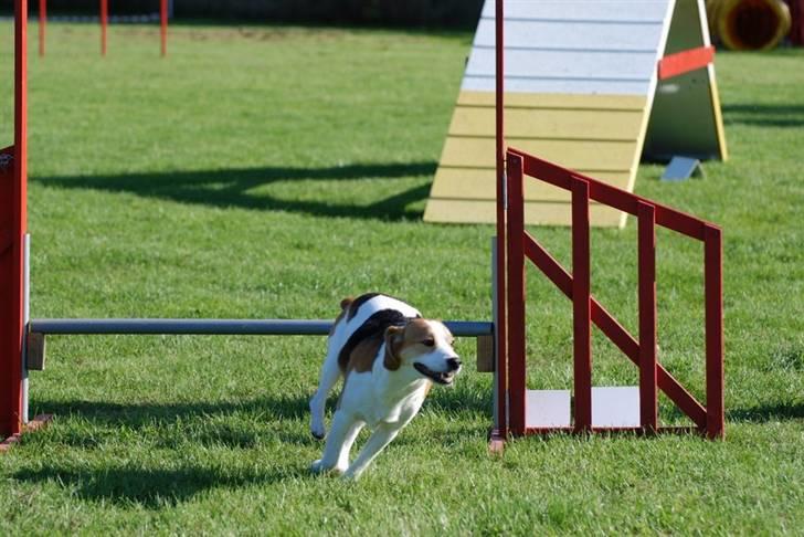 Blanding af racer Xanthos - Klubmesterskab 2008 billede 7