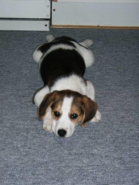 Blanding af racer Xanthos - Her er han også hvalp billede 8