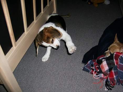 Blanding af racer Xanthos - Her vil han overtale mine forældres hund til at lege. Det lykkedes ikke:-) billede 9