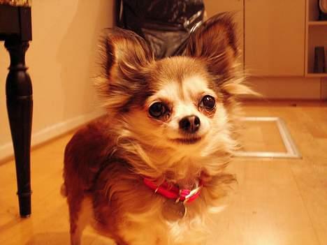 Chihuahua Ronja ¤RIP¤ billede 10