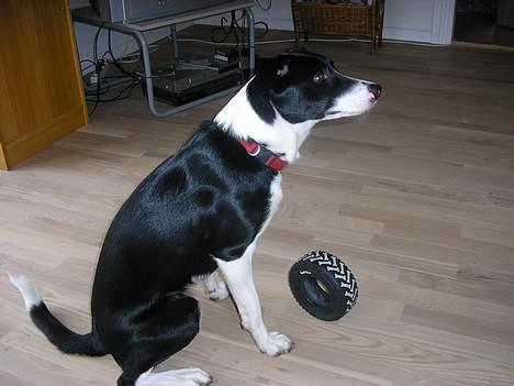 Blanding af racer Mille billede 8