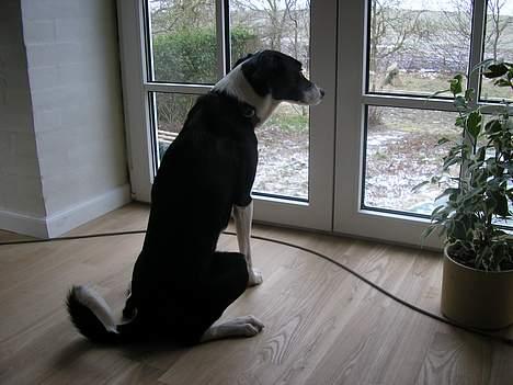 Blanding af racer Mille billede 9