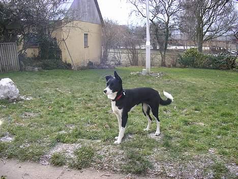 Blanding af racer Mille billede 10