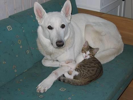Hvid Schweizisk Hyrdehund Ursus - Min nye legekammerat :-) i MIN sofa billede 3