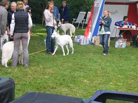 Hvid Schweizisk Hyrdehund Ursus - så er vi til udstilling billede 4