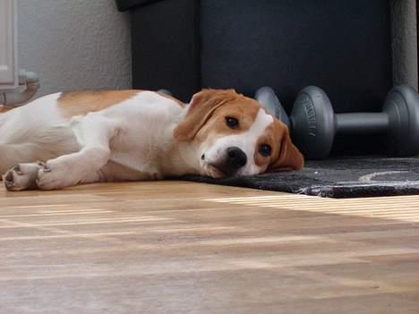 Blanding af racer Xanthos billede 6