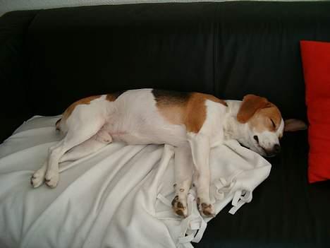 Blanding af racer Xanthos billede 10