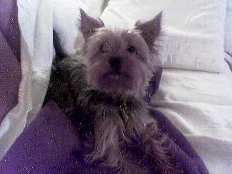 Yorkshire terrier Anton - Er der nogen der banker på?? billede 6