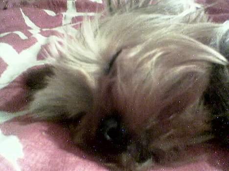 Yorkshire terrier Anton - Schyyys... billede 7