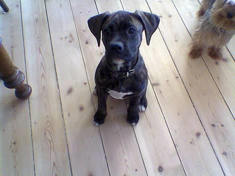 Amerikansk bulldog Nanna billede 4