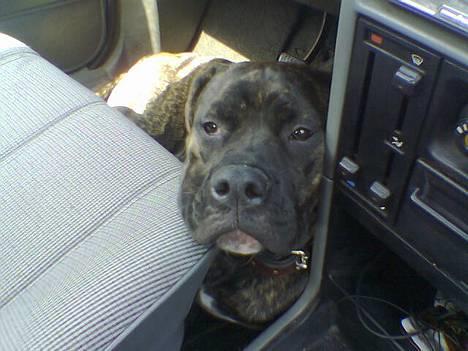 Amerikansk bulldog Nanna - Der er INGEN der kører så længe jeg ligger her ;-) billede 5