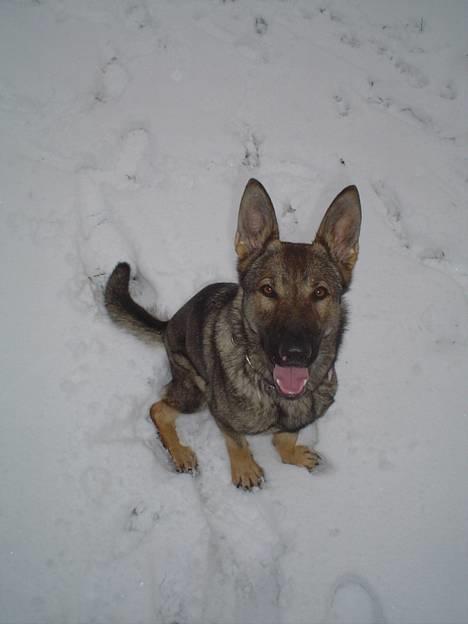 Schæferhund Trold Goa billede 8