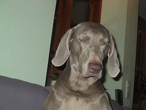 Weimaraner HOT SHOOT´S CHAOS HD-A - PuuuH mor, jeg rør aller en bajer igen! billede 10