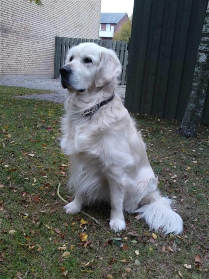 Golden retriever Maxey - Aflivet 06-12-2013 - her er den smukke hund så...han er bare den bedste hund jeg har. billede 1