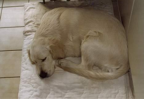 Golden retriever Maxey - Aflivet 06-12-2013 - han bliver meget træt, når vi går lange ture med ham... billede 2