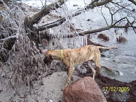 Grand danois Kørup´s Anastacia  - uuh vandet er koldt billede 5