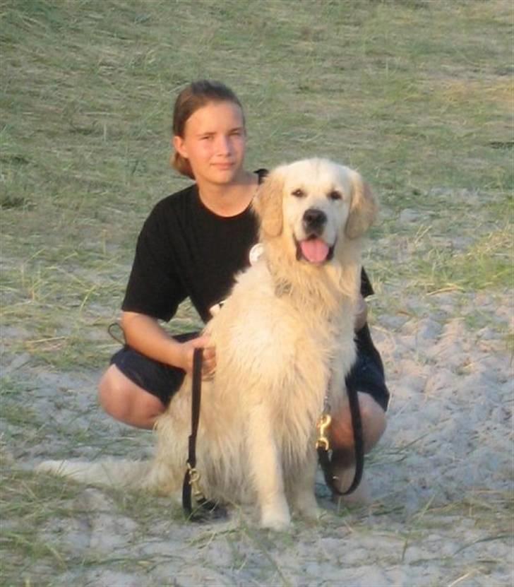 Golden retriever Maxey - Aflivet 06-12-2013 - det her er så for 3-4 år siden, og han var ikke så stor.... billede 3