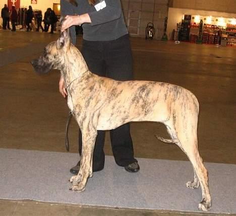 Grand danois Kørup´s Anastacia  billede 6