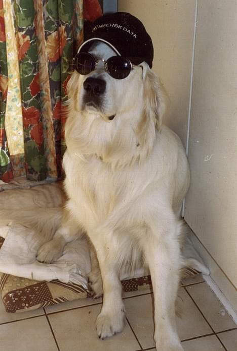 Golden retriever Maxey - Aflivet 06-12-2013 billede 4