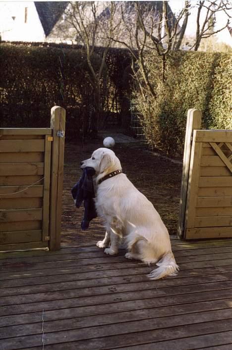 Golden retriever Maxey - Aflivet 06-12-2013 billede 5