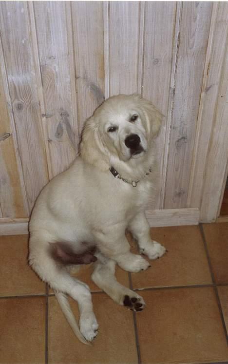 Golden retriever Maxey - Aflivet 06-12-2013 - her er han ikke så gammel endda... han er bare så nuttet billede 6