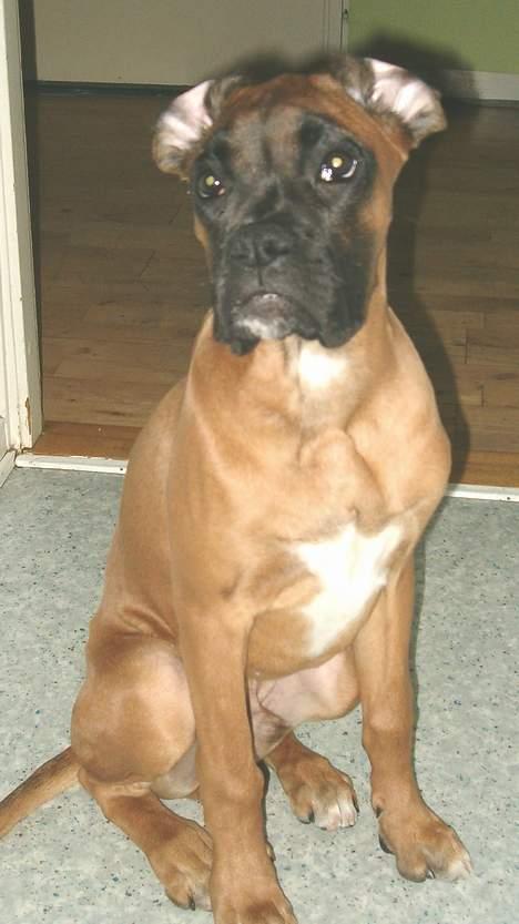 Boxer Bølle - 2005 billede 7
