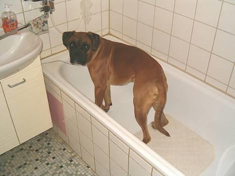 Boxer Bølle - Badekaret er et at mine bedste gemmesteder......2005 billede 8
