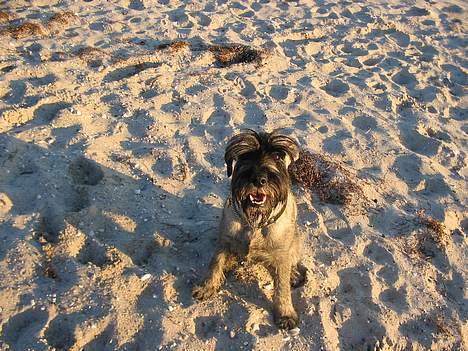 Mellemschnauzer Balder billede 1