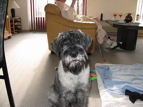 Mellemschnauzer Balder billede 2