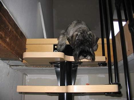 Mellemschnauzer Balder billede 3