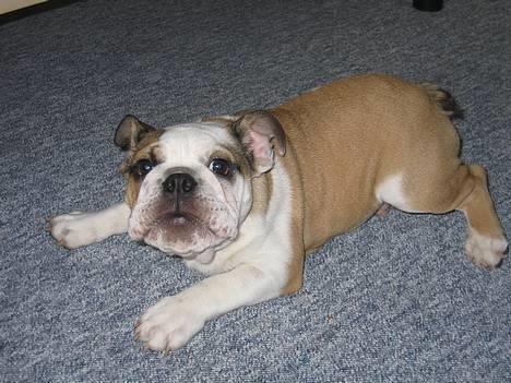 Engelsk bulldog Orzon - 10-02-2005... billede 1