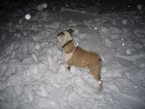 Engelsk bulldog Orzon - 13-02-2005 Hva var det!!! billede 2