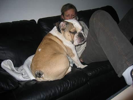 Engelsk bulldog Orzon - 10-02-2005 billede 3