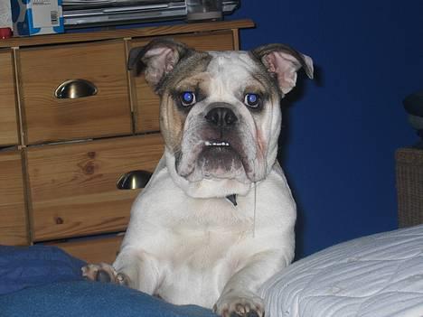 Engelsk bulldog Orzon - 09-11-2004 ta mig så op.... billede 4