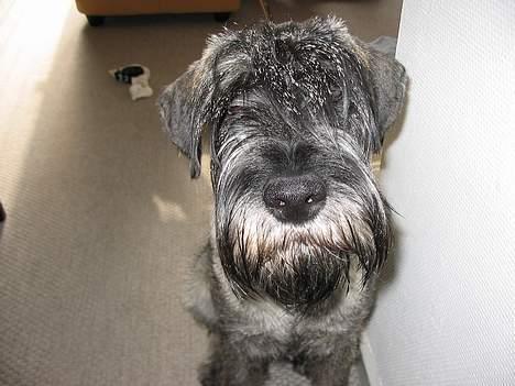 Mellemschnauzer Balder billede 4