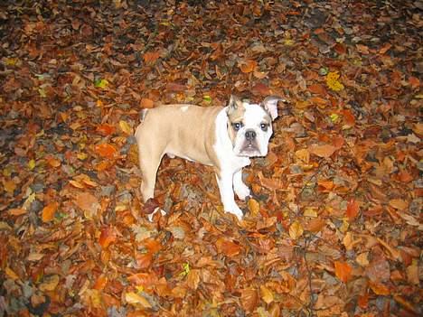 Engelsk bulldog Orzon - 09-11-2004 billede 5