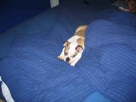 Engelsk bulldog Orzon - ZZZZZZZZZZZZZzzzzzzzzzzzzzzzzzzzzzzzz billede 6