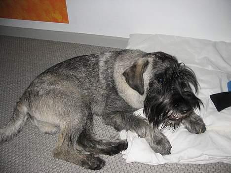 Mellemschnauzer Balder billede 5