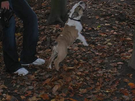 Engelsk bulldog Orzon billede 7