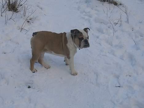 Engelsk bulldog Orzon - 16-02-2005 billede 8