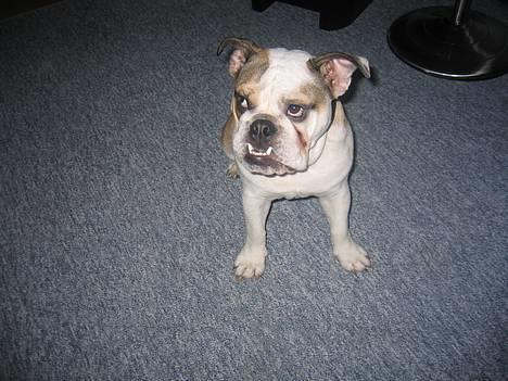 Engelsk bulldog Orzon - 19-0202005. Jeg har da ikk gjort noget.... billede 9