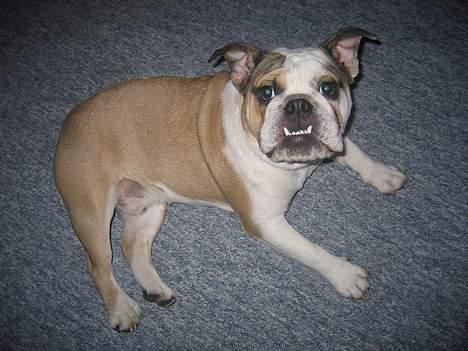 Engelsk bulldog Orzon - 19-02-2005 billede 10