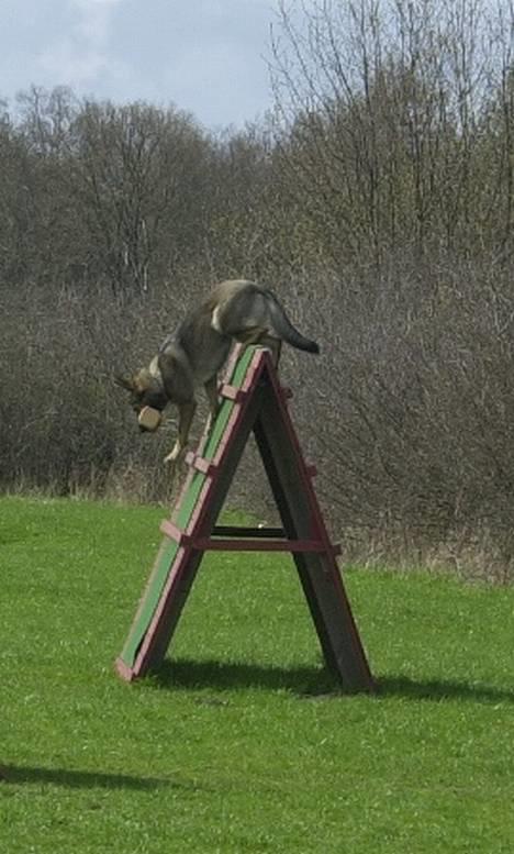 Schæferhund Trold Goa - Så dykker vi!! billede 9