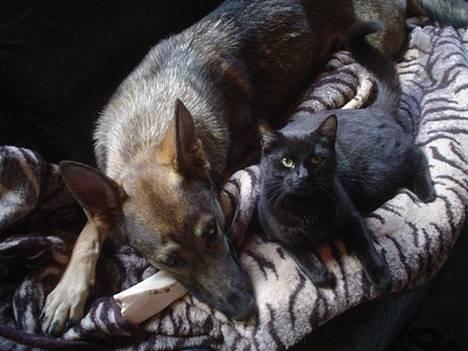 Schæferhund Trold Goa billede 10