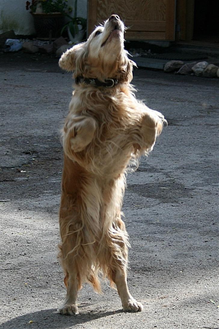 Blanding af racer ROCKERSPANIEL COCK-PIT  - SMIIIIIIIIIIIIIID SÅ DEN BOLD!!! billede 10