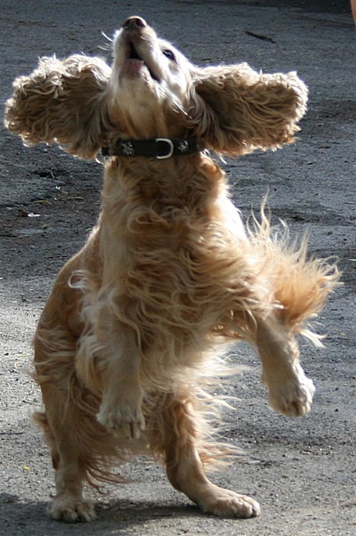 Blanding af racer ROCKERSPANIEL COCK-PIT  - Drageørerne billede 9