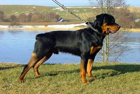 Rottweiler Budda - King Budda billede 1
