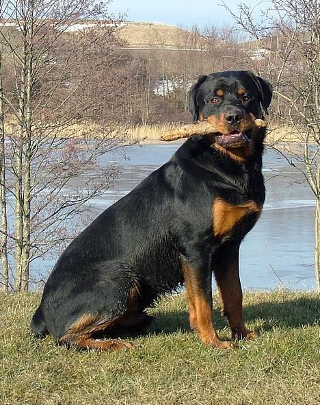 Rottweiler Budda billede 2