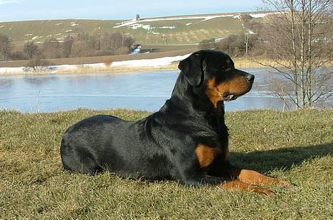 Rottweiler Budda billede 3