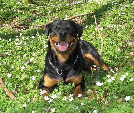 Rottweiler Budda billede 4